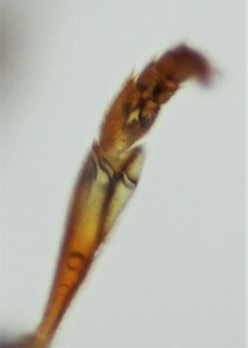 Platycheirus angustatus
